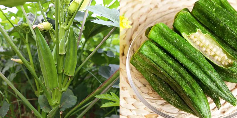 Vegan Abelmoschus Esculentus Extract factory Vegan Abelmoschus Esculentus Extract factory